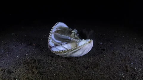 Coconut Octopus underwater Stock Footage 243332203
