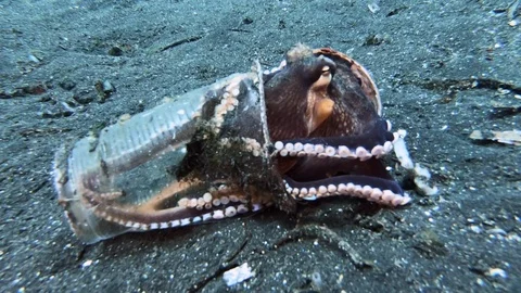Coconut octopus uses plastic garbage for shelter 動画素材 105682346
