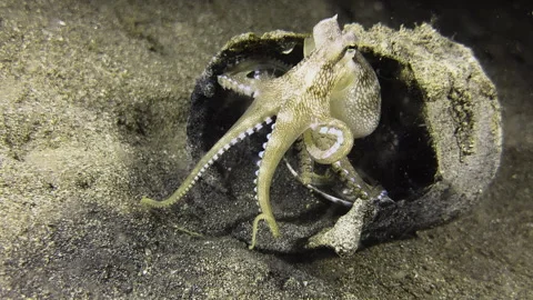 A coconut octopus uses a rusted tin can on the seabed as a base for its nightly Stock-Footage 317982678