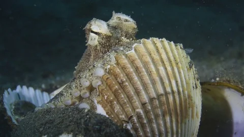 Coconut Octopus (Veined Octopus) use empty shell as a shield Stock Footage 83404149
