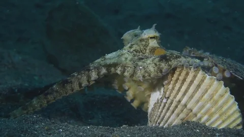 Coconut Octopus (Veined Octopus) use empty shell as a shield Stock Footage 83404276
