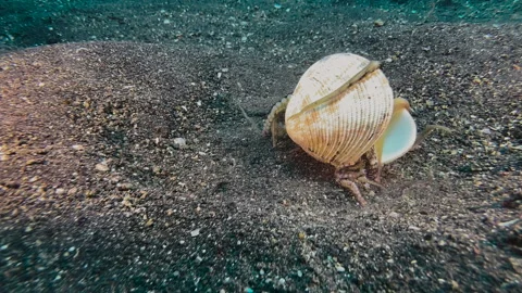 Coconut octopus walking over sandy seabed carrying around two shell Stock-Footage 247985141