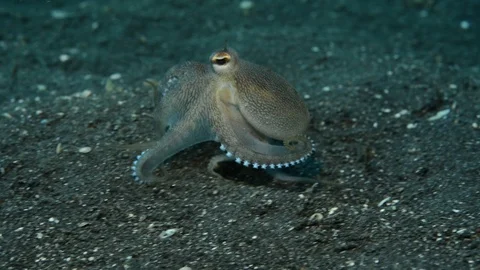 Coconut Octopus Walking on Sandy Bottom Stock Footage 112237140