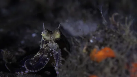 Coconut octopus walking on the seafloor during a night dive Stock Footage 133900416
