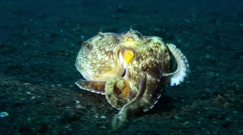Coconut Octopus walking on seafloor Stock Footage 59656028