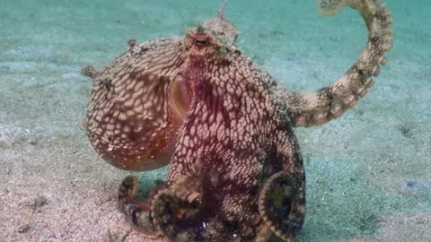 Coconut octopus walks 4K Stock Footage 162962600
