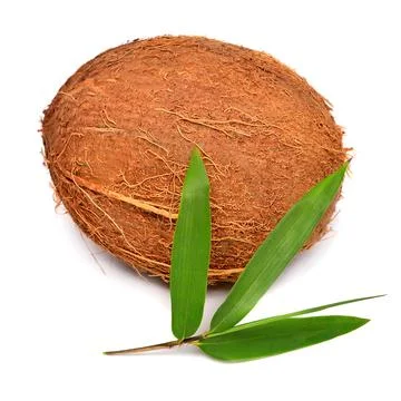 Coconut one whole with leaf isolated on white background. Tropical fruit Stock Photos