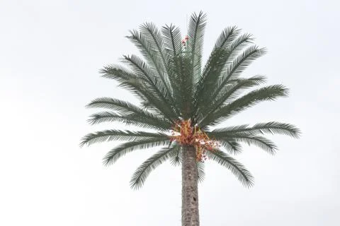 Coconut or date tree shaking, ocean wind blowing hard Stock Photos