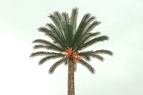 Coconut or date tree shaking, ocean wind blowing hard Stock Photos