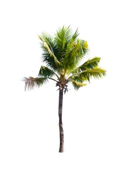 Coconut or palm tree , an asian trees isolate on white background Stock Photos