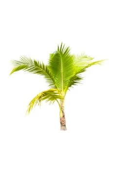 Coconut or palm tree , an asian trees isolate on white background Stock Photos