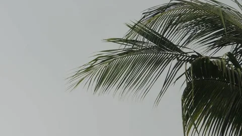 Coconut or palm tree strands leaves branch swaying flutter by gentle breeze wind Stock Footage 158890983