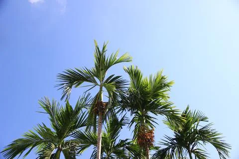 Coconut or plam tree on blue sky background.It natural and beautiful. Stock Photos
