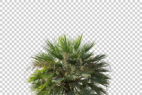 Coconut or plam tree branch isolated with white background and with clipping Stock Photos