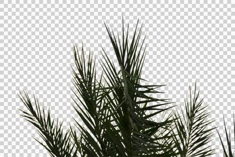 Coconut or plam tree branch isolated with white background and with clipping Stock Photos