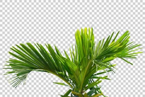 Coconut or plam tree branch isolated with white background and with clipping Stock Photos