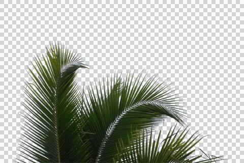 Coconut or plam tree branch isolated with white background and with clipping Stock Photos