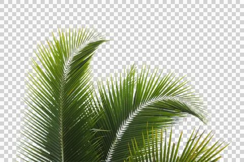 Coconut or plam tree branch isolated with white background and with clipping Stock Photos