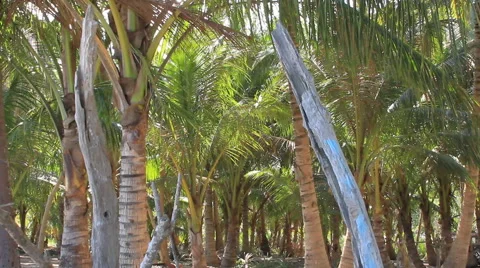Coconut orchard Stock Footage 49682270