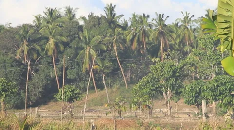 Coconut orchard Stock Footage 49865566