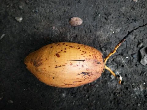 Coconut with outer husk Foto stock