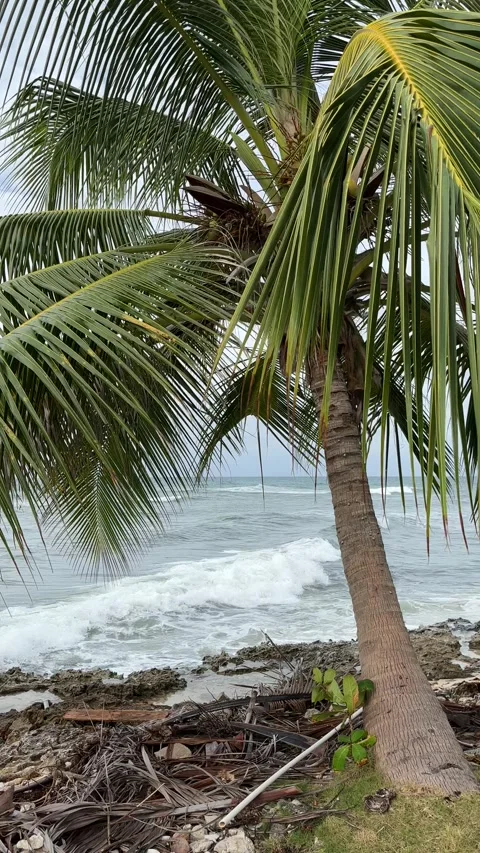 Coconut Palm and Atlantic Waves, Rocky Barbados Coastline Stock Footage 337109104
