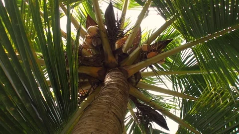 Coconut palm and its fruits seen from below Stock Footage