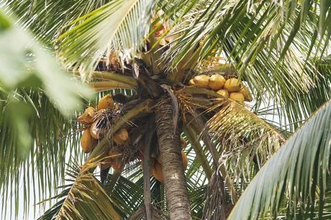 Coconut Palm Background Photos