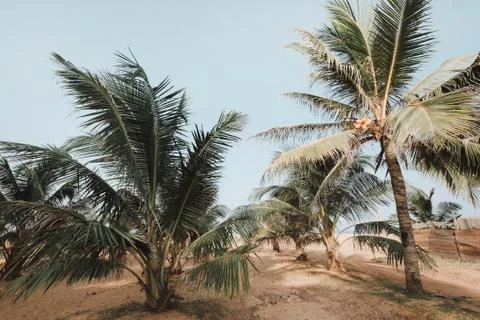 Coconut palm on beach Stock Photos