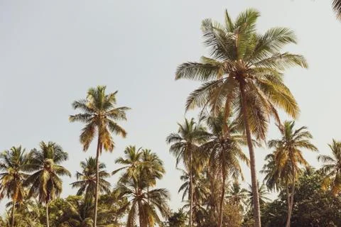 Coconut palm beach Stock Photos
