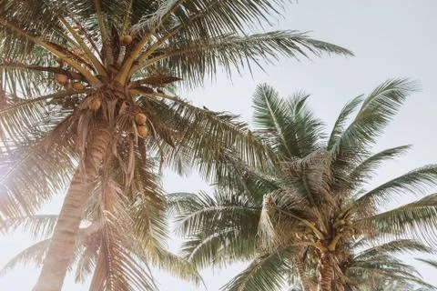 Coconut palm beach Stock Photos
