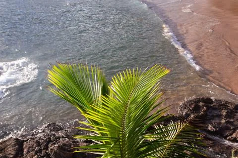 Coconut Palm on the Beach Photos