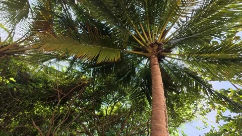 Coconut palm from below Stock Footage 335019202