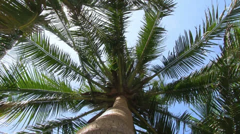 Coconut palm on the blue sky background Stock Footage 23849446