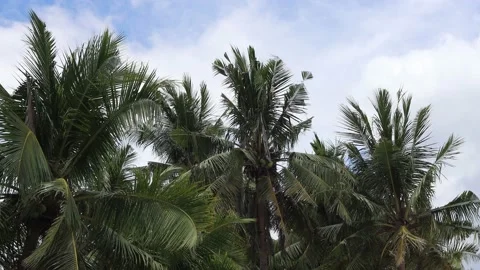 Coconut palm, blue sky background Stock Footage 237146782