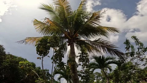 Coconut palm. Bottom up view Stock Footage 170757892