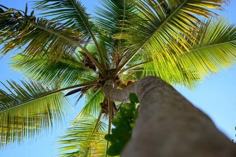 Coconut palm branch down view up sky Stock Photos