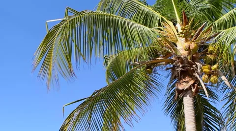 Coconut Palm In Breeze Stock Footage 5720534