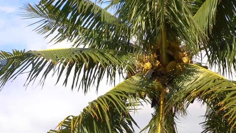 Coconut Palm in Breeze Stock Footage 114022952
