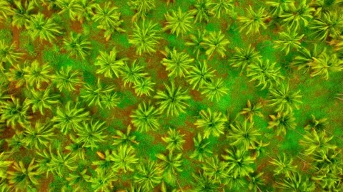 Coconut palm crowns create dense plantation pattern in Michoacan, Mexico Stock Footage 345336056