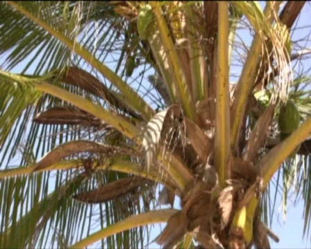 Coconut palm  Video stock 557877