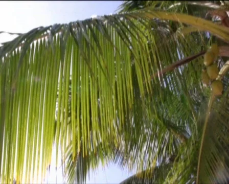 Coconut palm  Stock Footage 557881