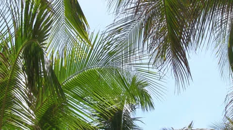 Coconut palm Видео 23474383