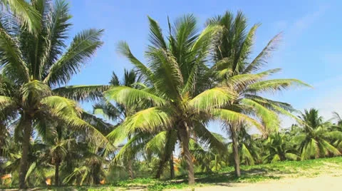 Coconut palm Stock Footage 26781233
