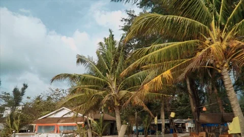 Coconut palm 動画素材 93351749