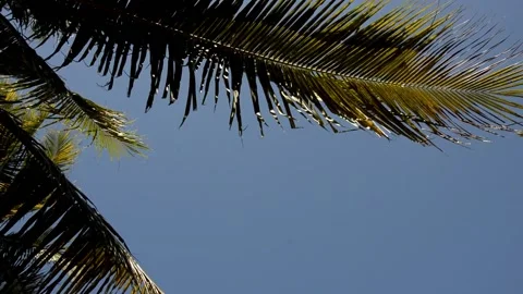 Coconut palm Stock Footage 153303552