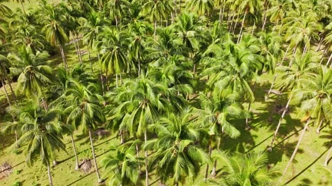 Coconut Palm Forest in Port Barton Palawan Philippines - Tropical Aerial View Stock Footage 332445664