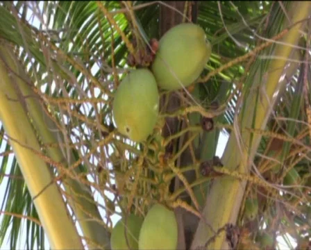 Coconut palm fruit  Video stock 547104