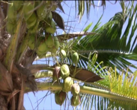 Coconut palm fruit  Stock Footage 547116