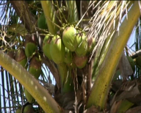 Coconut palm fruit  Stock Footage 557857